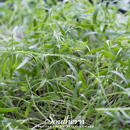 Dill Microgreens – 8 grams