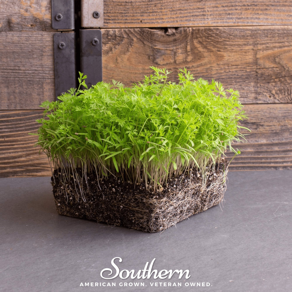 Dill Microgreens – 8 grams