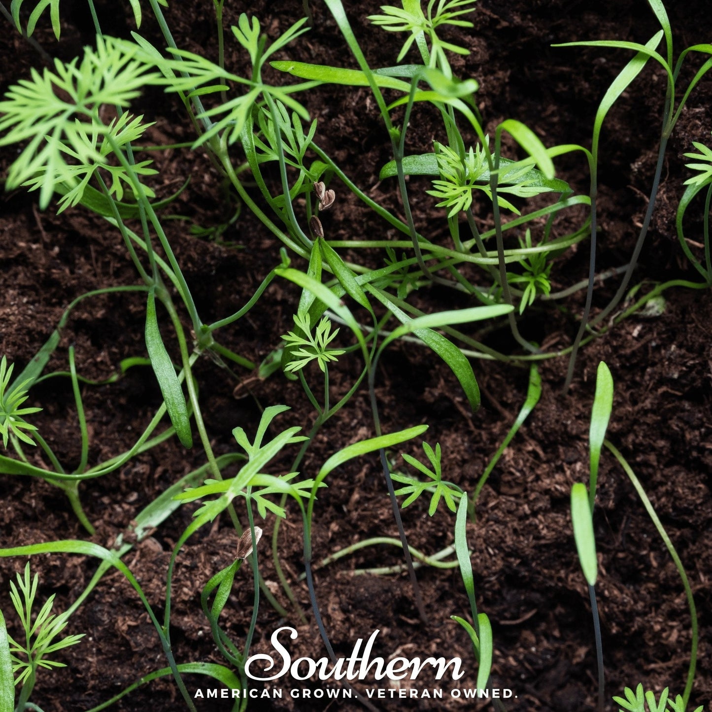Dill Microgreens – 8 grams