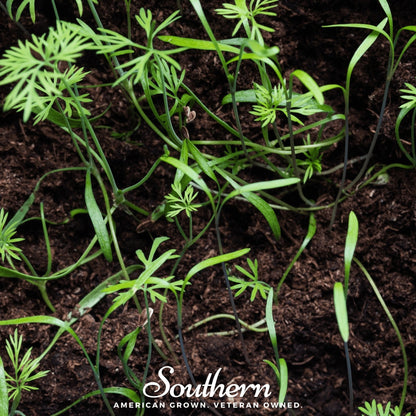 Dill Microgreens – 8 grams