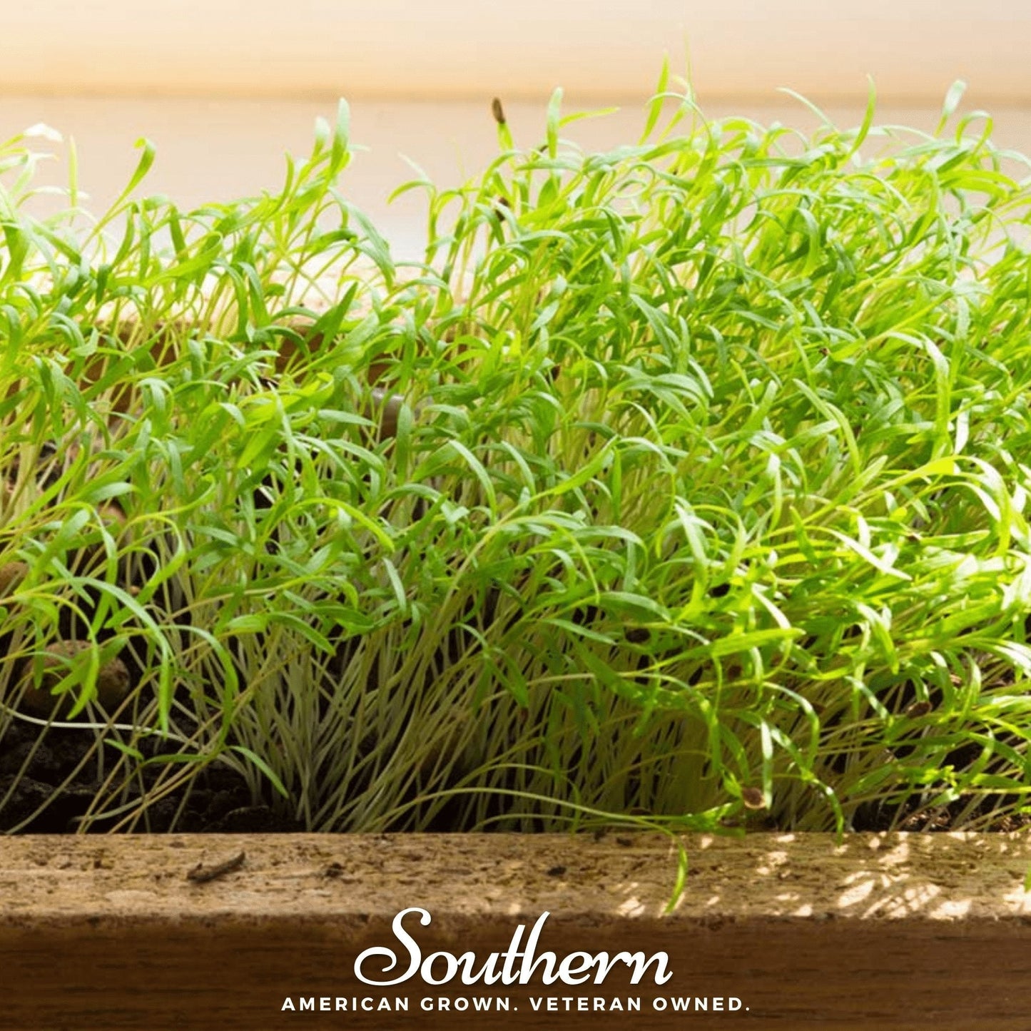 Dill Microgreens – 8 grams