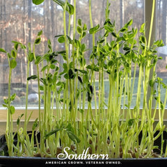 Speckled Pea Microgreens – 15 grams