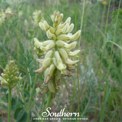 Canadian Milk Vetch – 50 Seeds