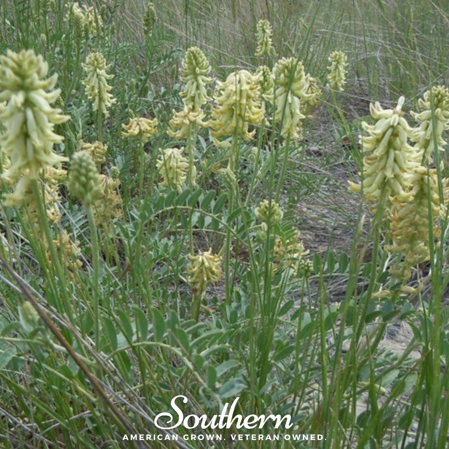Canadian Milk Vetch – 50 Seeds