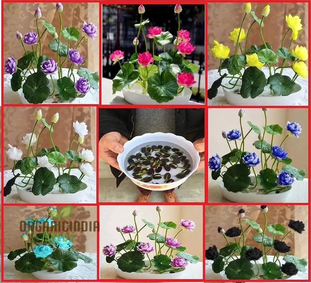 Lotus Mix Flower Seeds