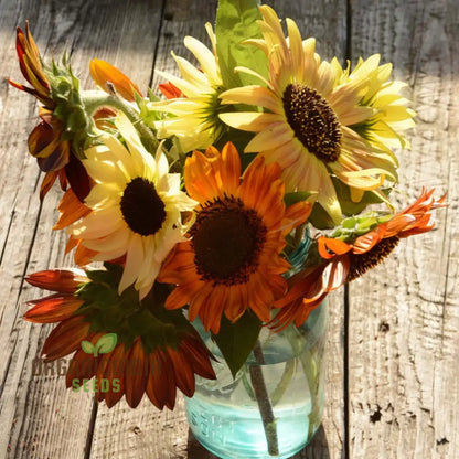 Mixed Sunflower Seeds