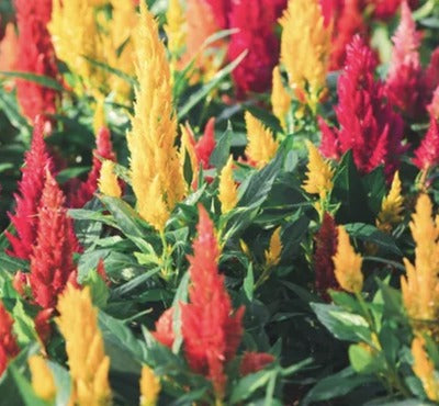 Cockscomb-Mixed Colors