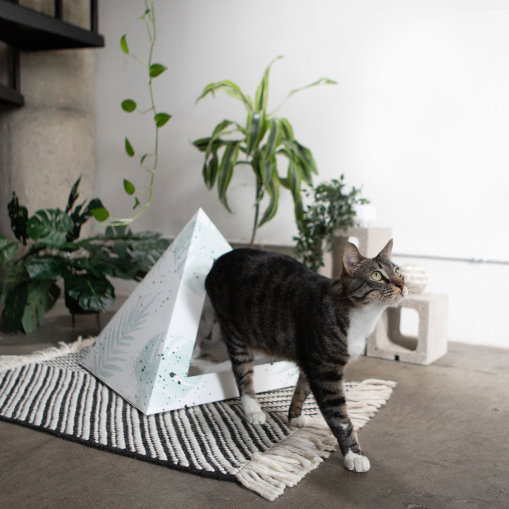 'Oasis' Cardboard Cat Pyramid