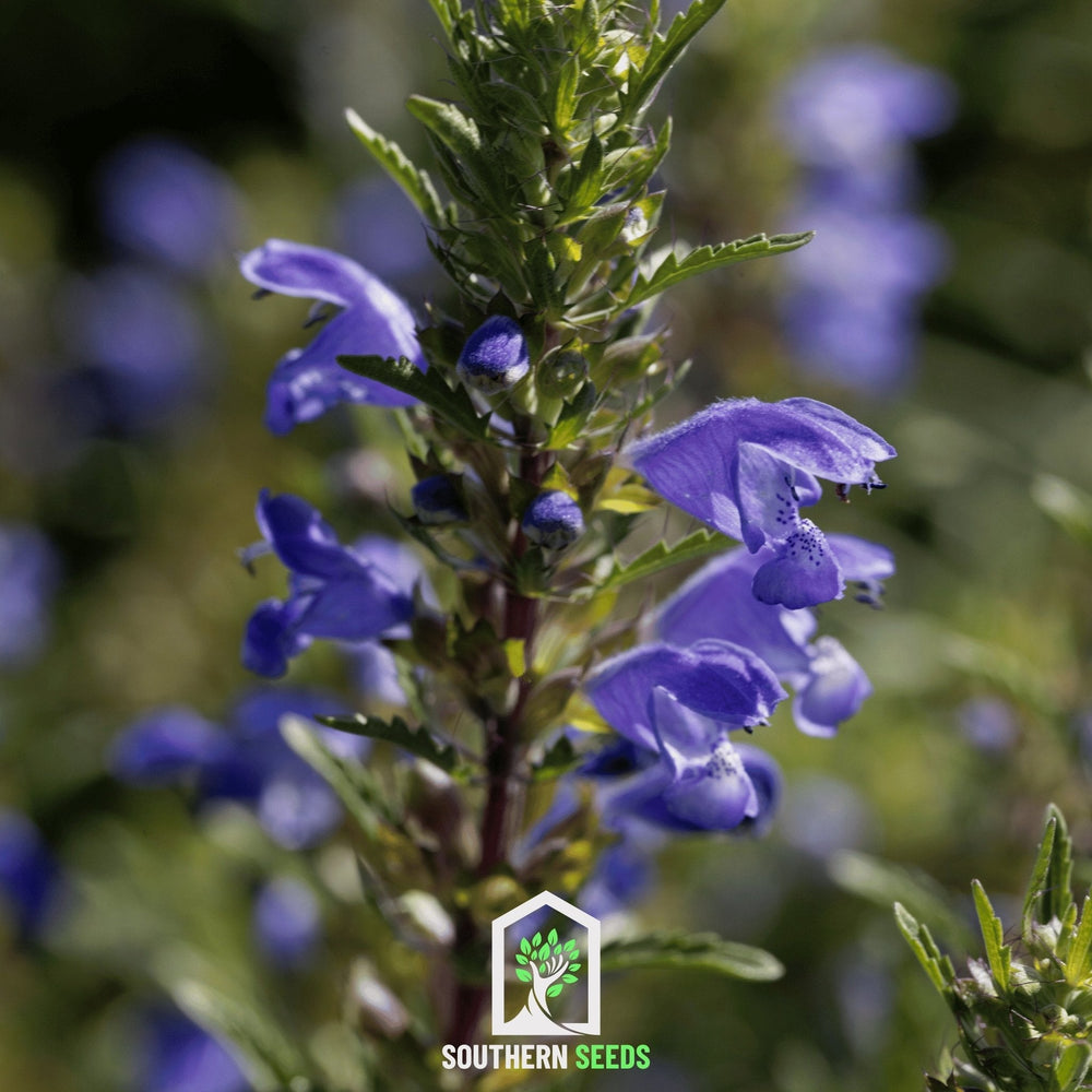 Dragonhead Moldavian Balm – 50 Seeds