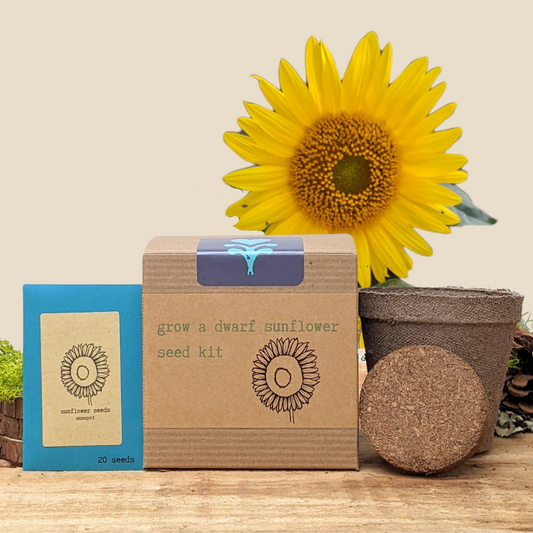 Dwarf Sunflower Beginner Grow Kit