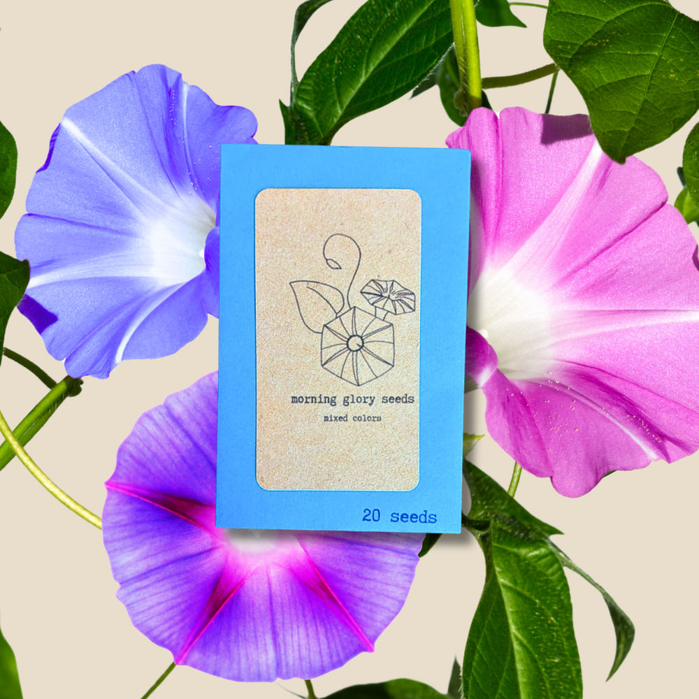 Morning Glory Seeds