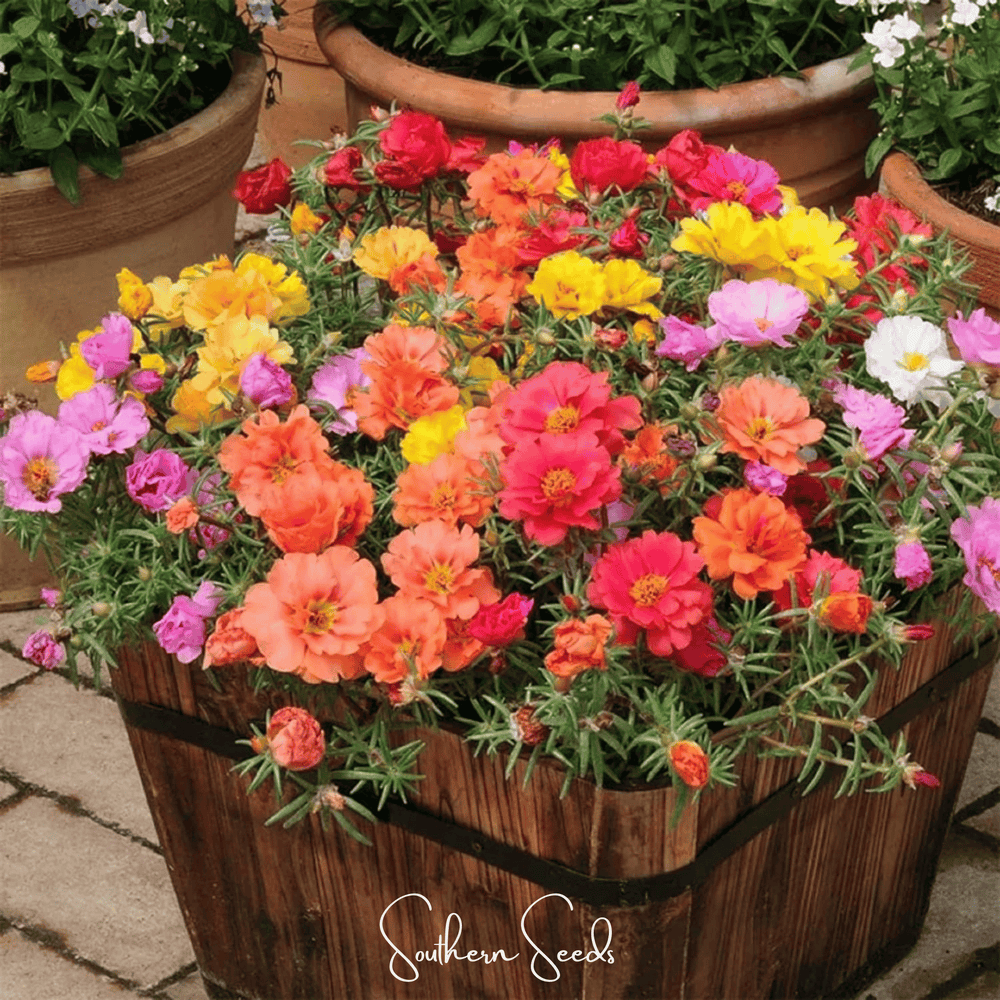 Moss Rose Mix – 250 Seeds