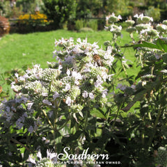 Mountain Mint – 100 Seeds
