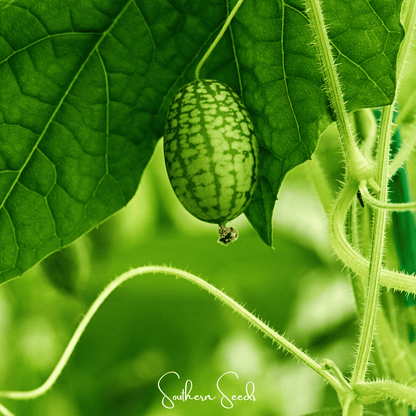 Mouse Melon/Cucamelon – 10 Seeds