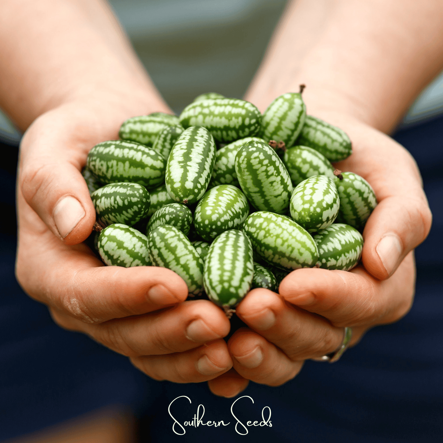 Mouse Melon/Cucamelon – 10 Seeds