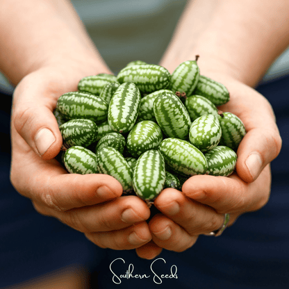Mouse Melon/Cucamelon – 10 Seeds