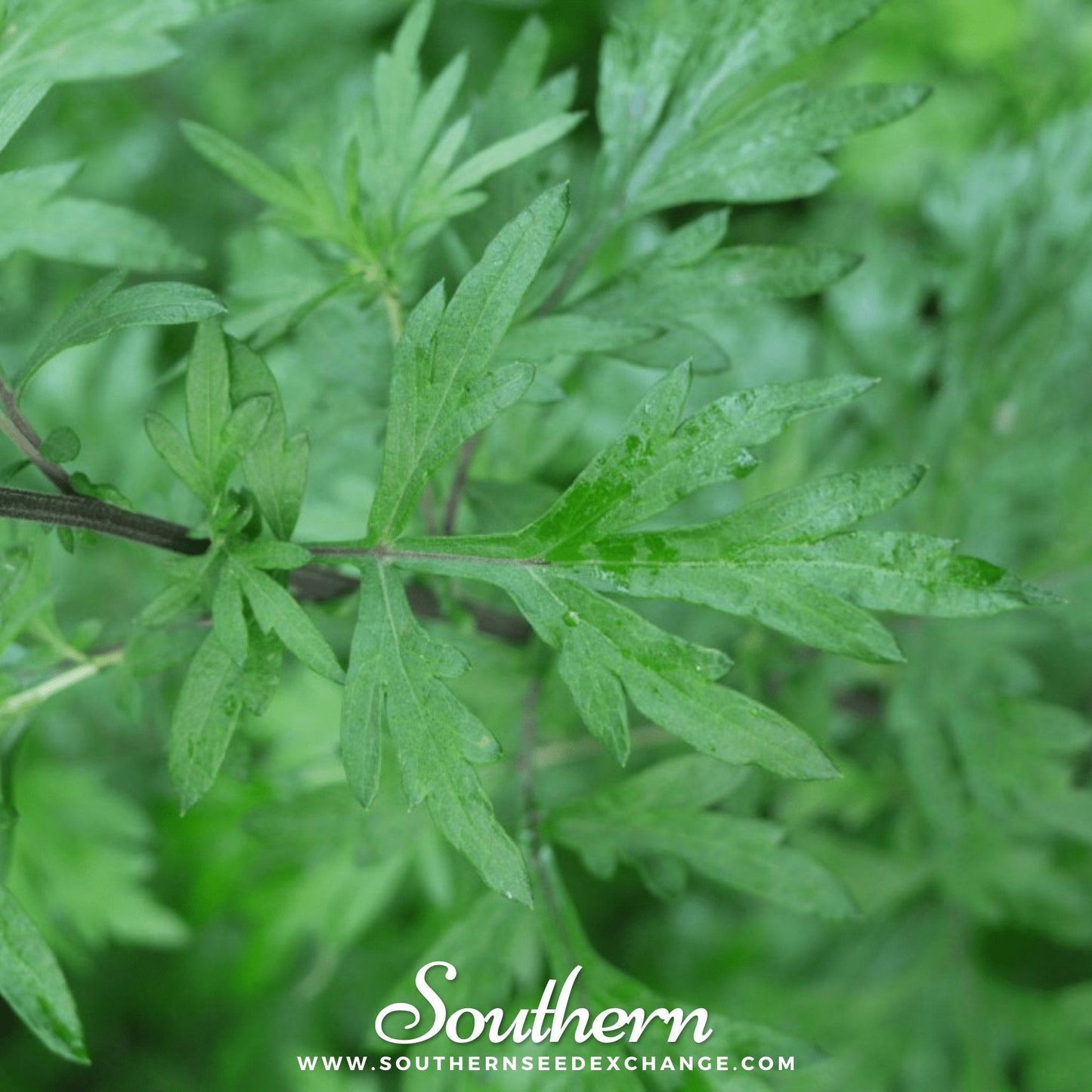 Mugwort – 200 Seeds