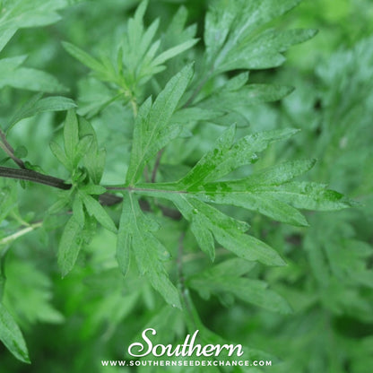 Mugwort – 200 Seeds
