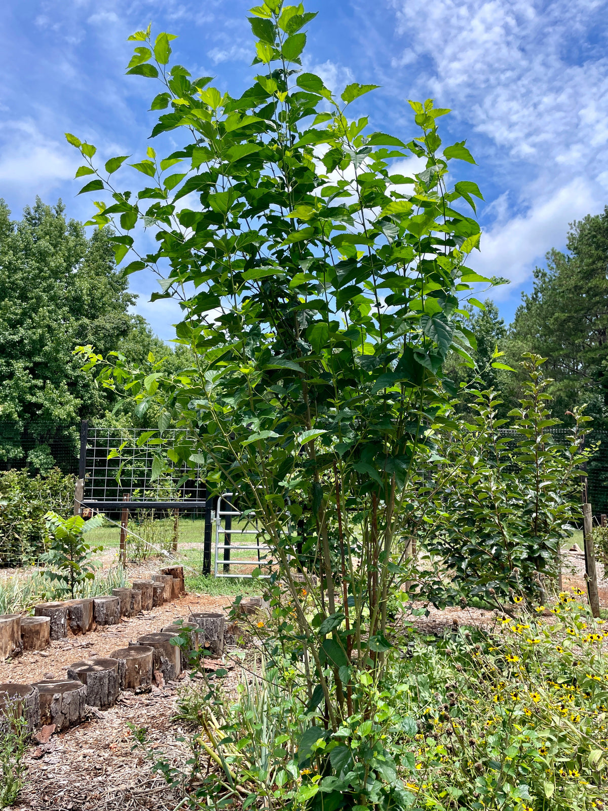 Dwarf Everbearing Mulberry