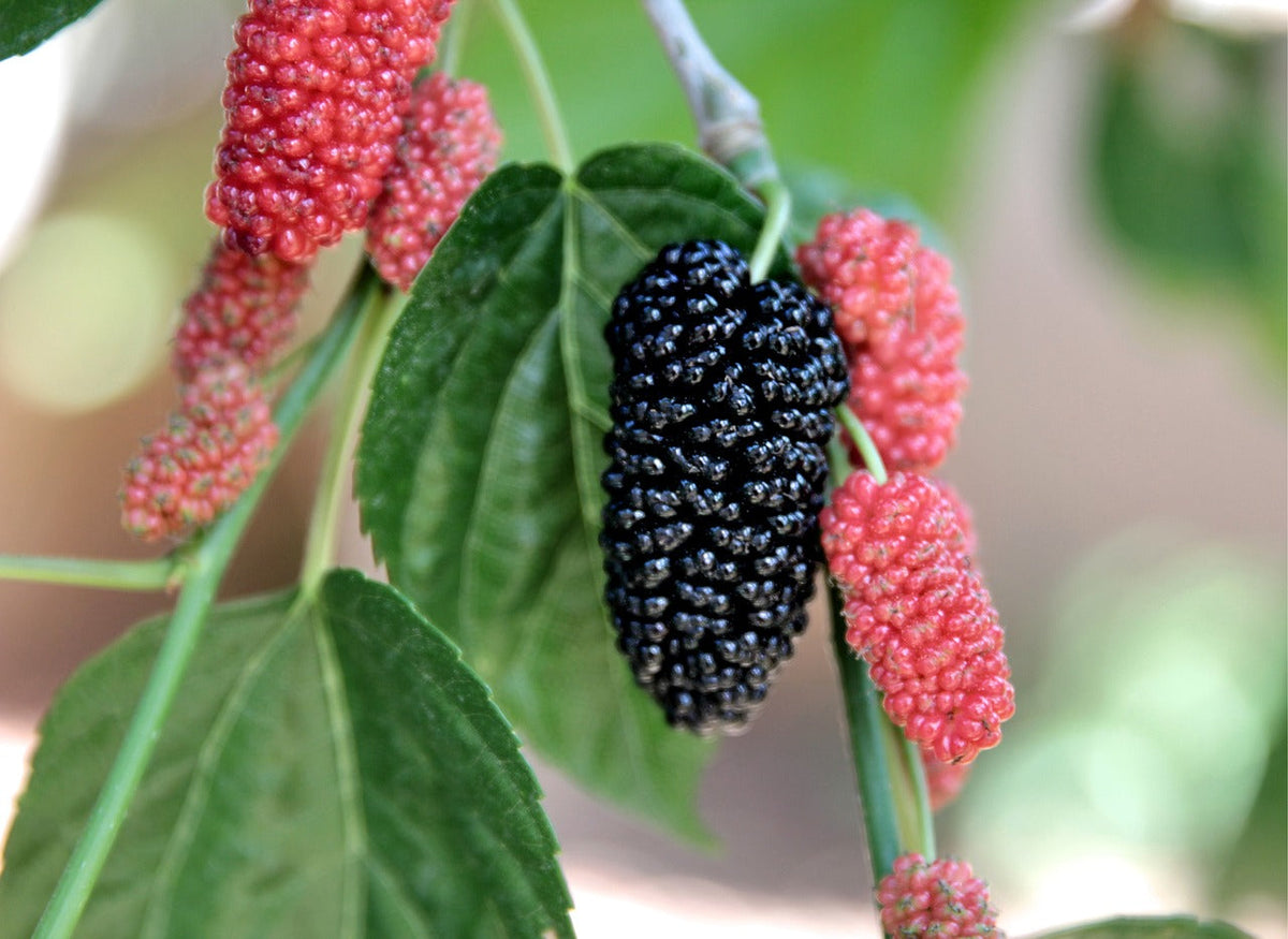 Dwarf Everbearing Mulberry
