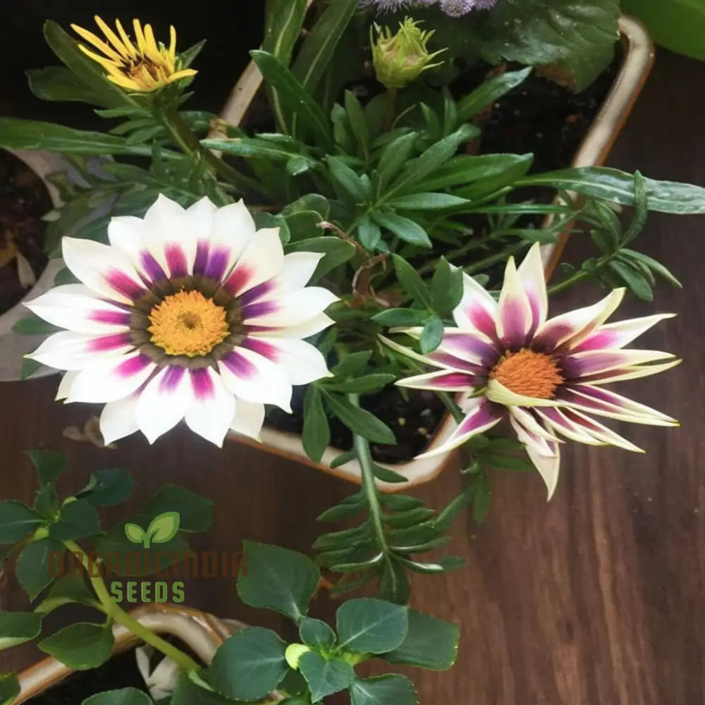 Multicolor Dwarf Variegated Sunflower Seeds