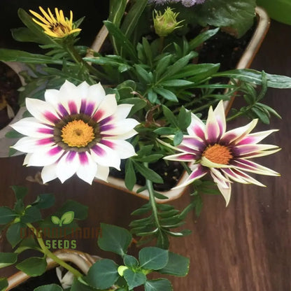 Multicolor Dwarf Variegated Sunflower Seeds