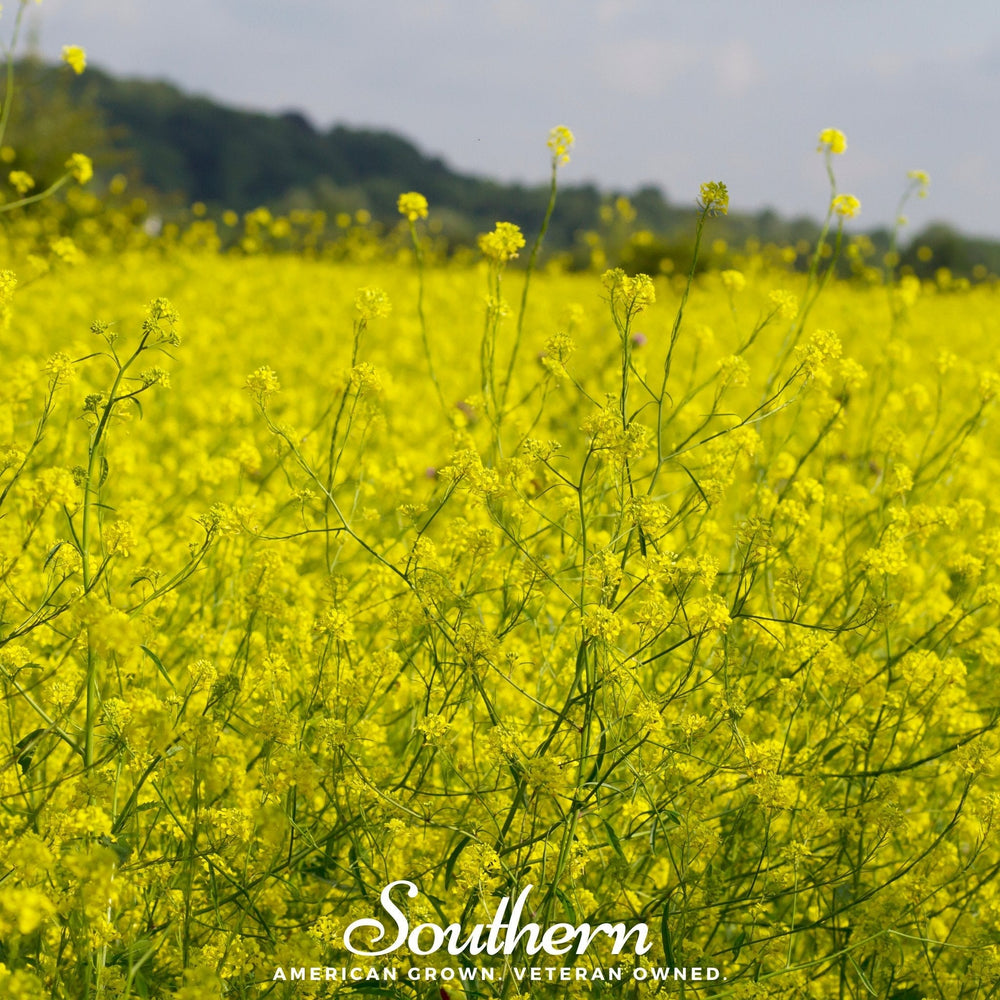 Black Mustard – 500 Seeds