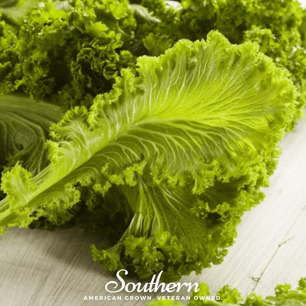 Southern Giant Mustard – 250 Seeds