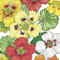Nasturtium, Dwarf Jewel Mix (1/4 lb)