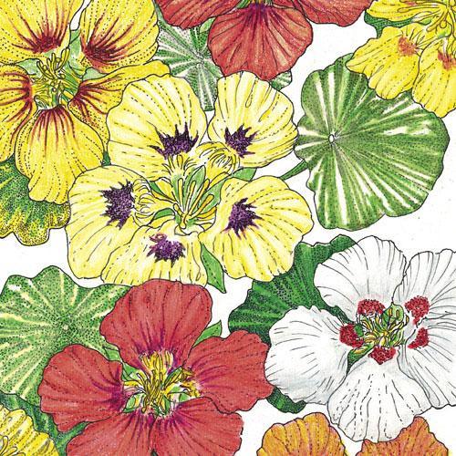 Nasturtium, Dwarf Jewel Mix (lb)