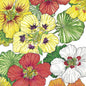 Nasturtium, Dwarf Jewel Mix (lb)