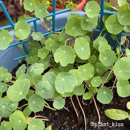 Nasturtium Seeds