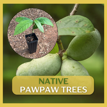 Native Pawpaw (Asimina triloba) seedling