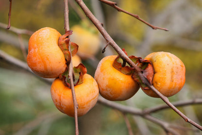 Date Plum Persimmon (Diospyros lotus) Seeds – 10 ct