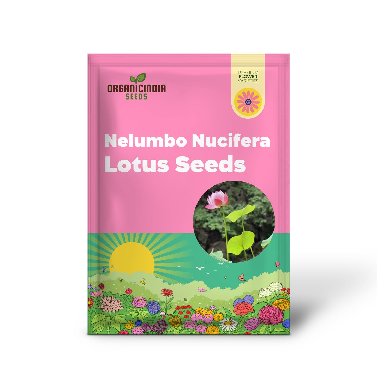 Pink Lotus Seeds: Nelumbo Nucifera