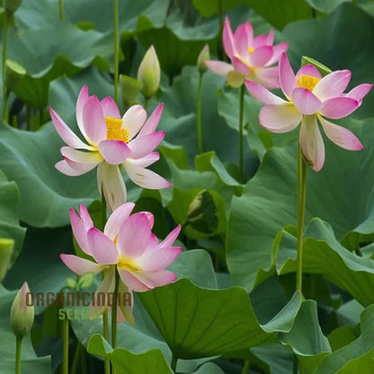 Nelumbo Nucifera, Lotus (Mixed Colors) Seeds