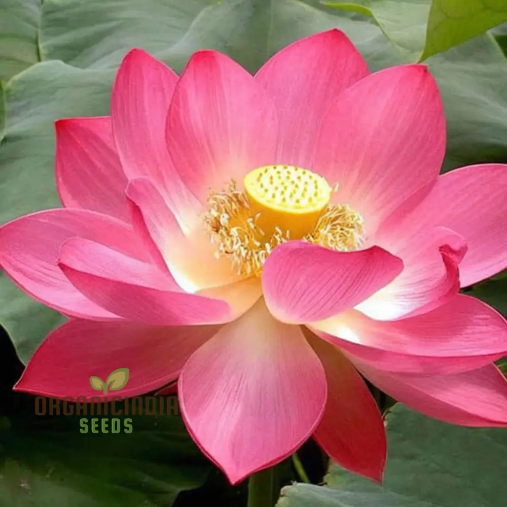 Nelumbo Nucifera, Lotus (Mixed Colors) Seeds