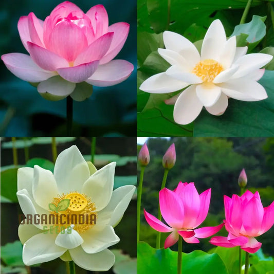 Nelumbo Nucifera, Lotus (Mixed Colors) Seeds