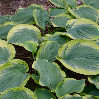 Earth Angel Hosta Seeds