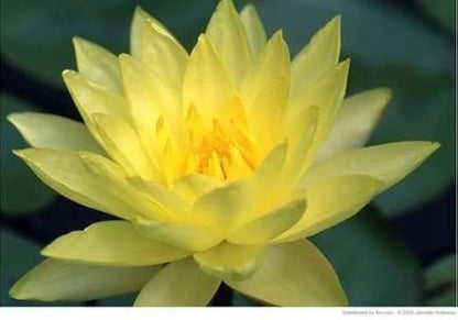Giant Sunburst Lotus Seeds
