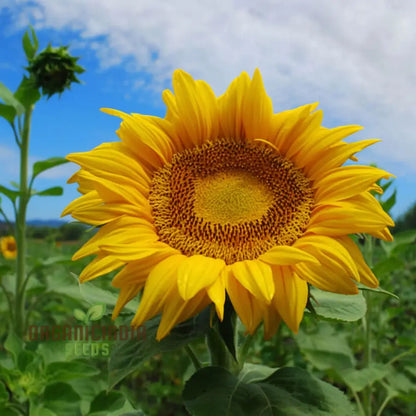 Edible Giant Sunflower Seeds