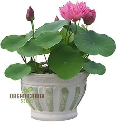 Lotus Mix Flower Seeds