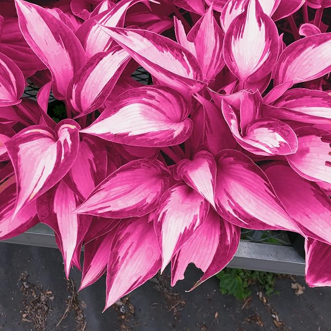 Pink White Variegated Hosta Seeds