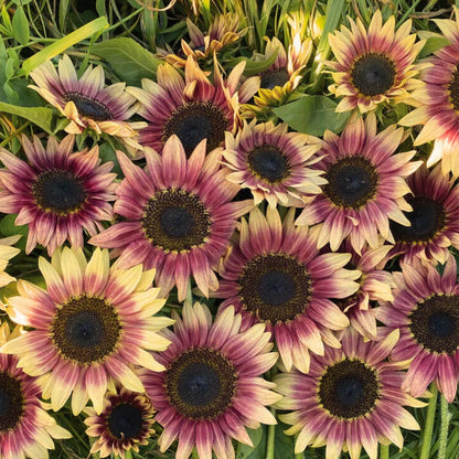 Sunflower Seeds (Strawberry Blonde Sunflower Seeds)