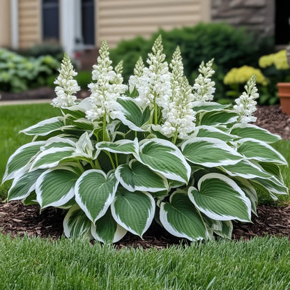Variegated White Hosta Seeds