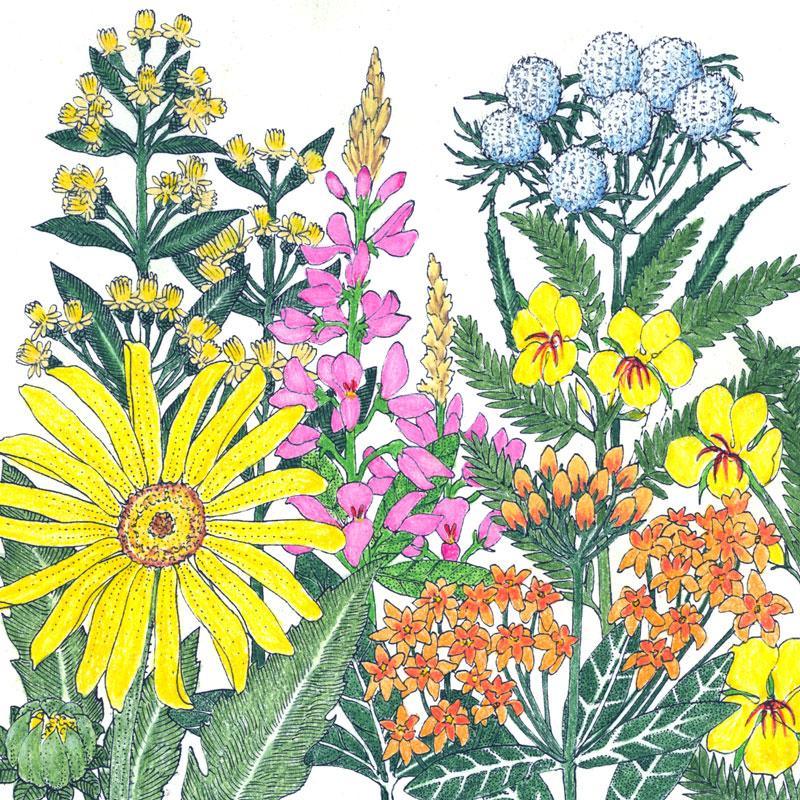 North American Clay Soil-Loving Native Wildflower Mix (1 lb)