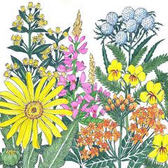 North American Clay Soil-Loving Native Wildflower Mix (1 lb)