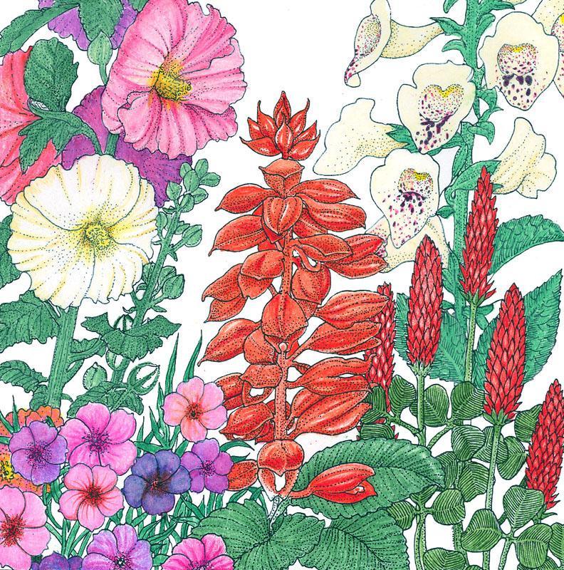 North American Hummingbird Garden Wildlower Mix (lb)