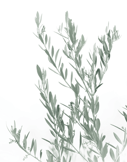 Olea Europaea 'Olive Tree' Seeds