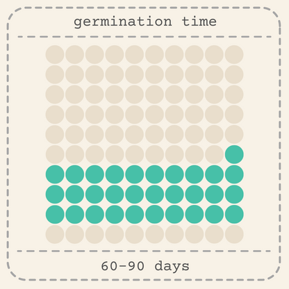Olea Europaea 'Olive Tree' Seeds